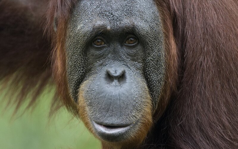 Close-up of an orangutan face