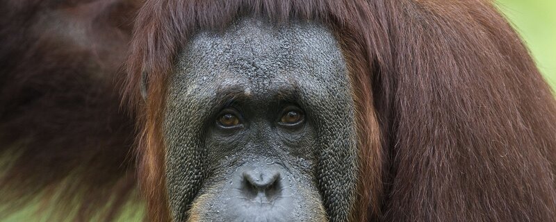 Close-up of an orangutan's face