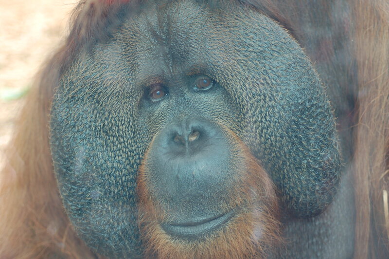 Close-up of an orangutan's face