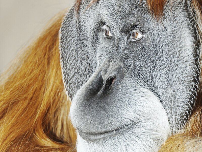 Close-up of an orangutan's face