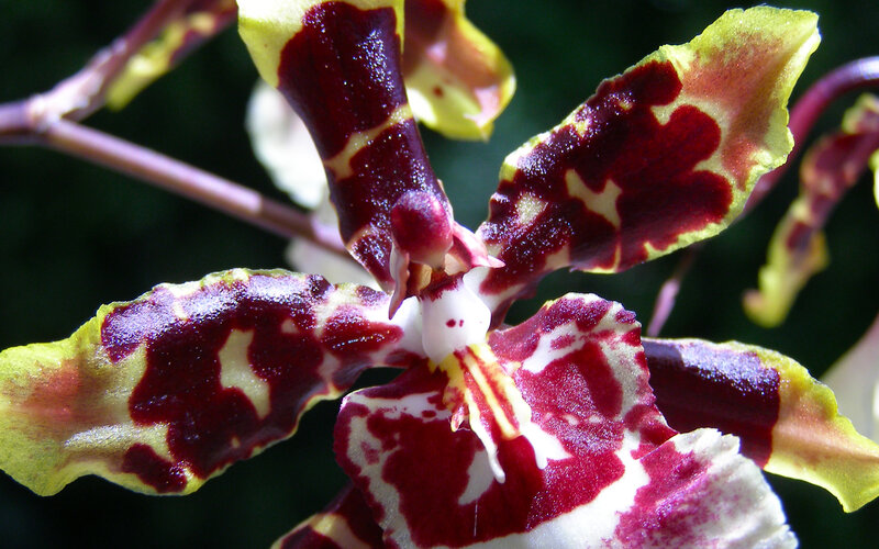 close-up of an orchid flower