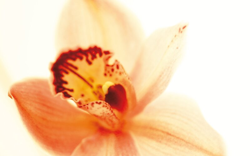 close-up of an orchid flower