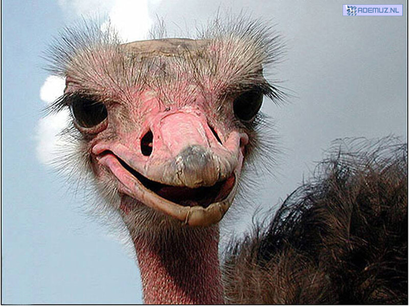close-up of an ostrich
