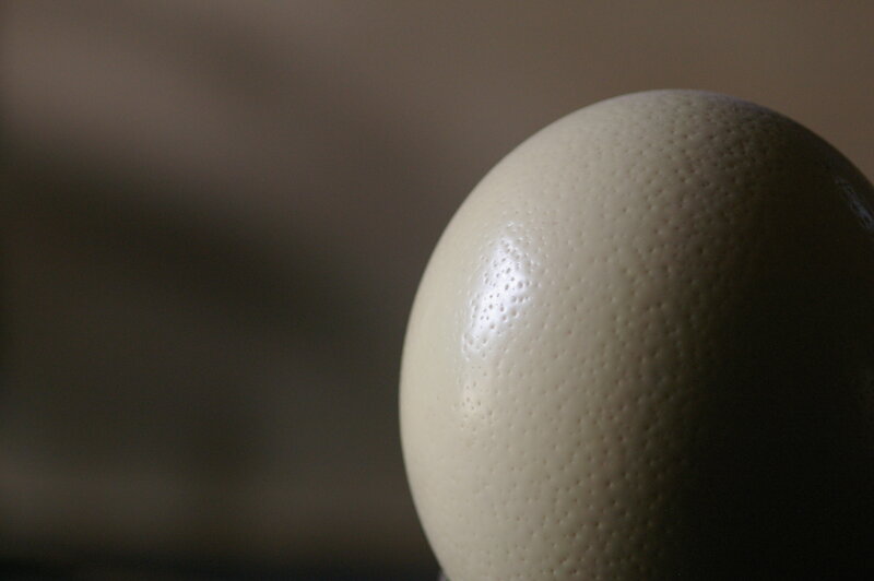 Close-up of an ostrich egg