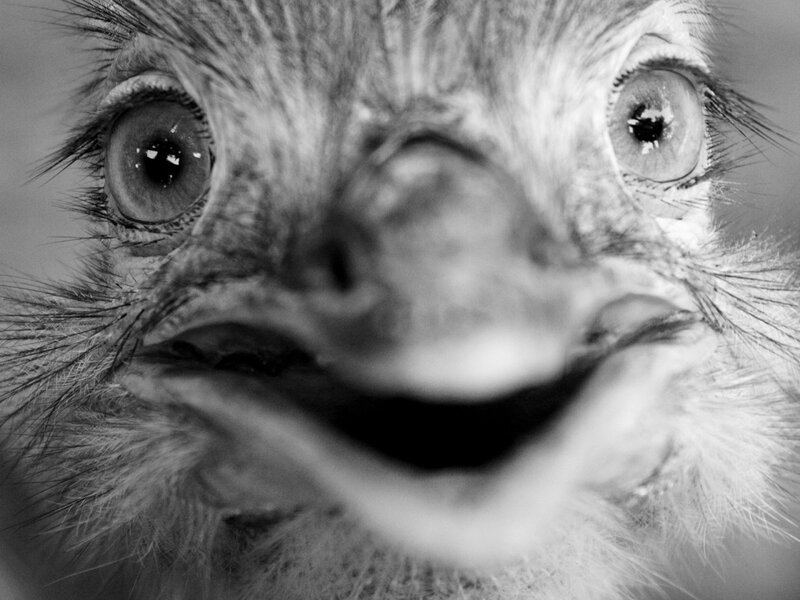 close-up of an ostrich face