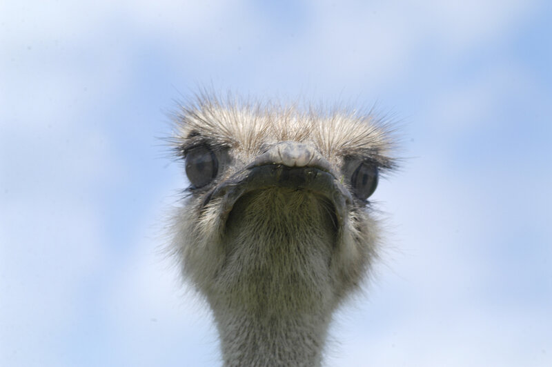 Close-up of an ostrich head