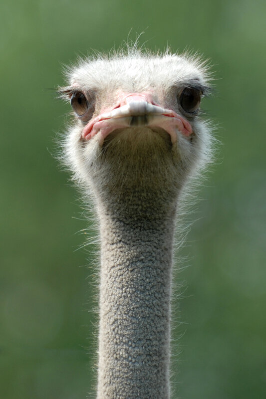 Close-up of an ostrich head