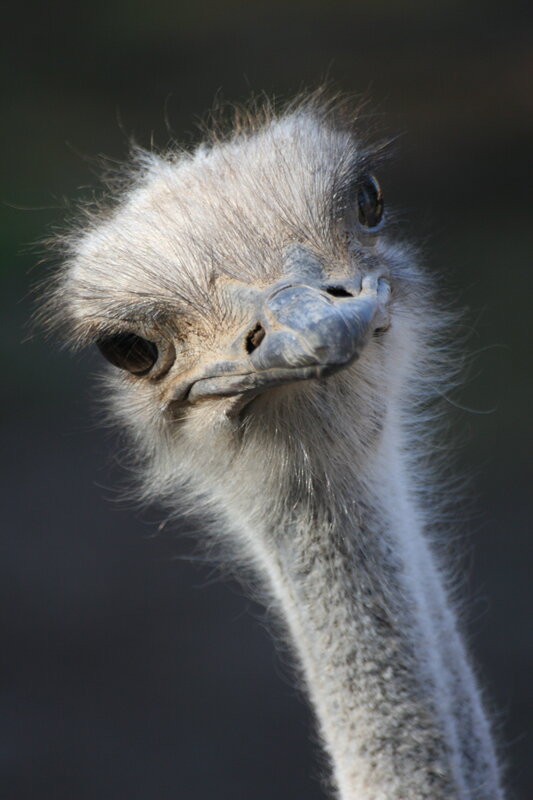 close-up of an ostrich head