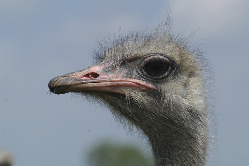 Close-up of an ostrich head