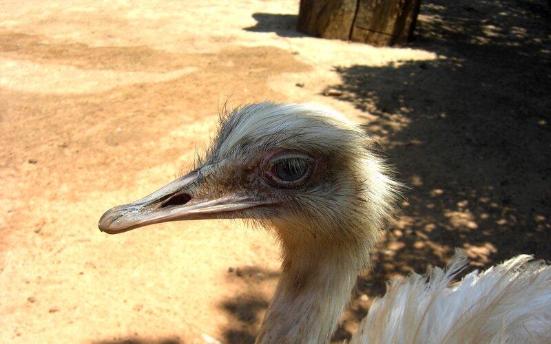 Close-up of an ostrich head