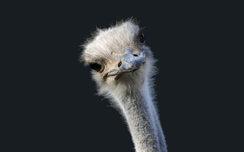 close-up of an ostrich head