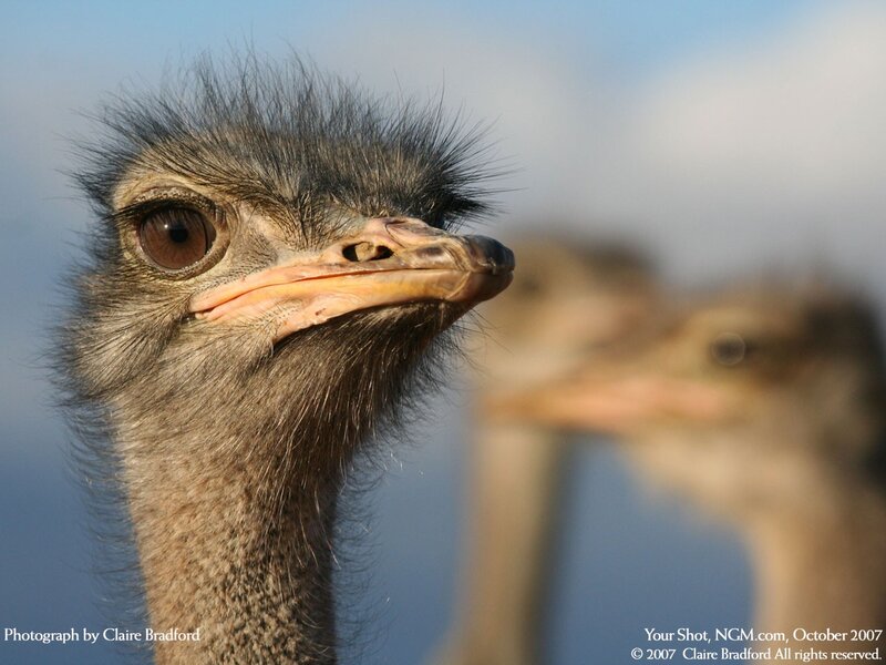 Close-up of an ostrich head