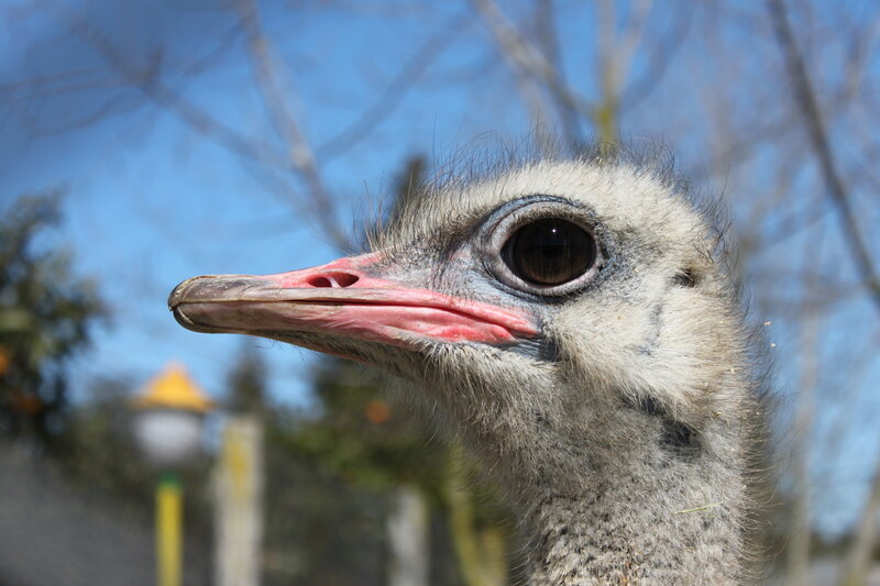 close-up of an ostrich head