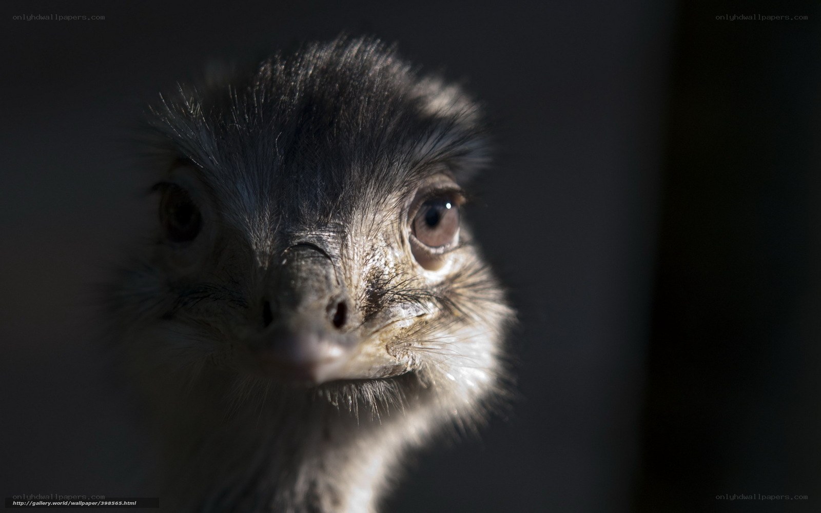 Close-up of an ostrich head