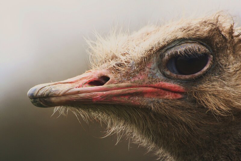 close-up of an ostrich head