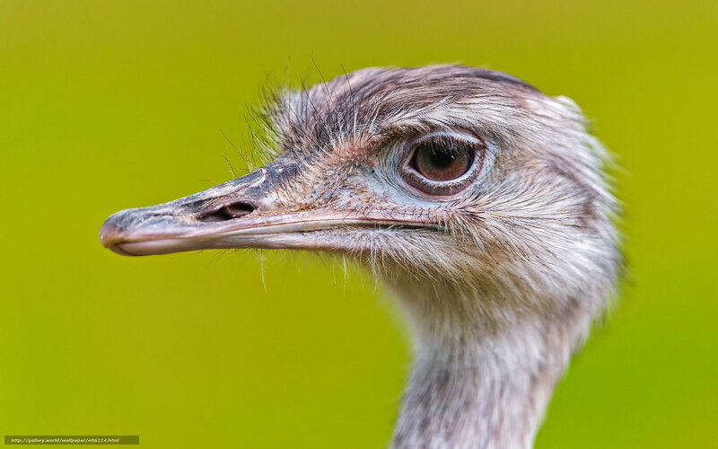 Close-up of an Ostrich Head — Green