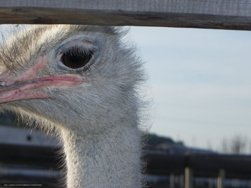 Close-up of an ostrich head