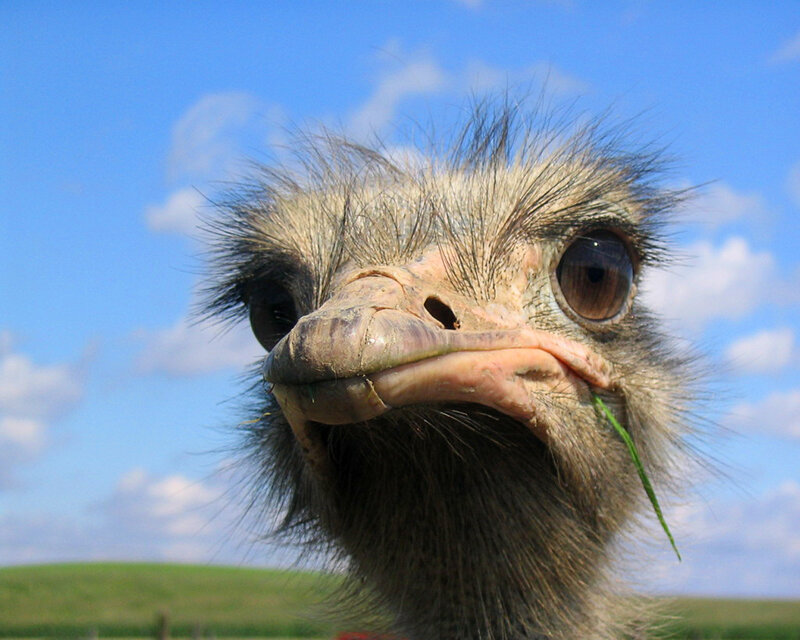 close-up of an ostrich