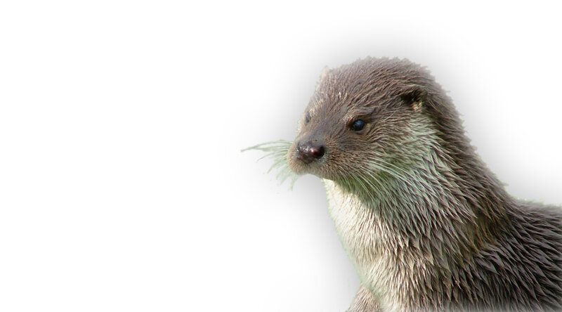 close-up of an otter