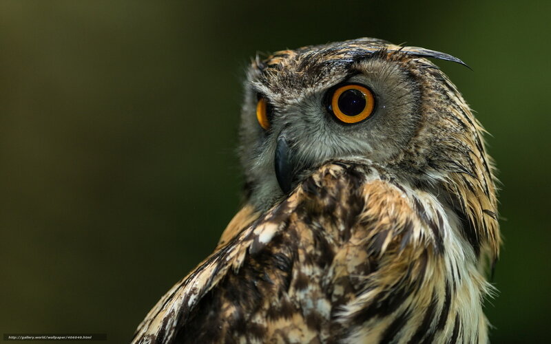 Close-up of an owl
