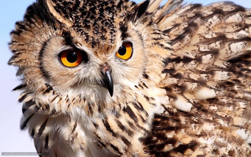 Close-up of an owl