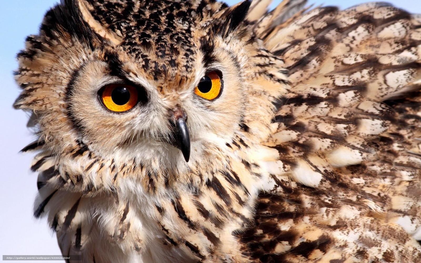 Close-up of an owl