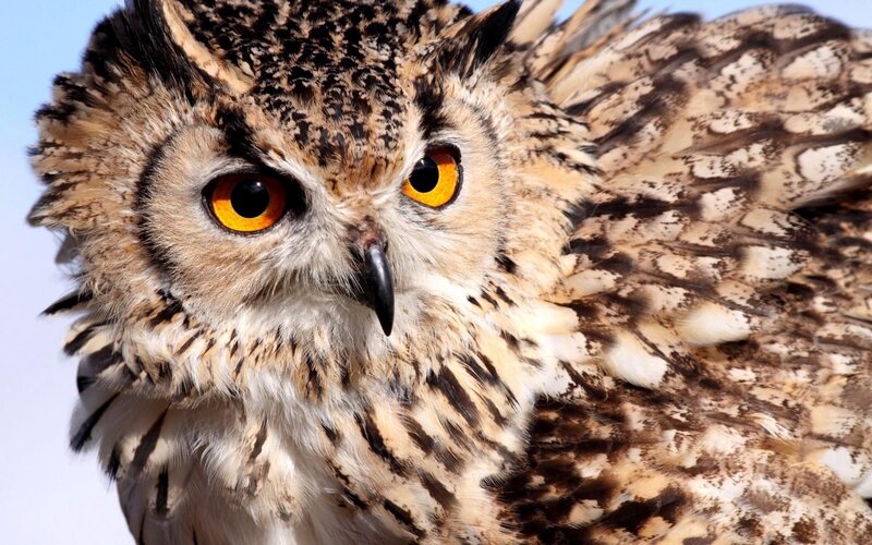 close-up of an owl