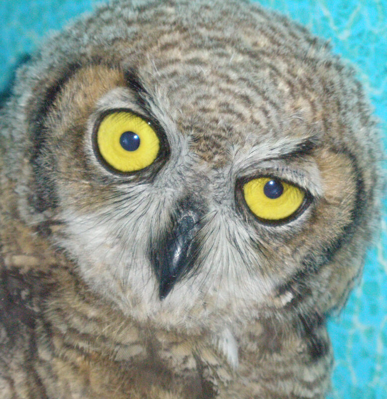 close-up of an owl