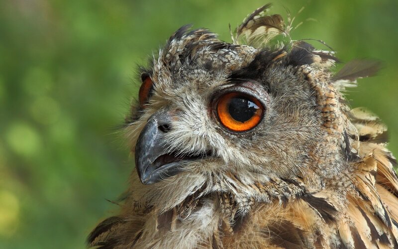 close-up of an owl