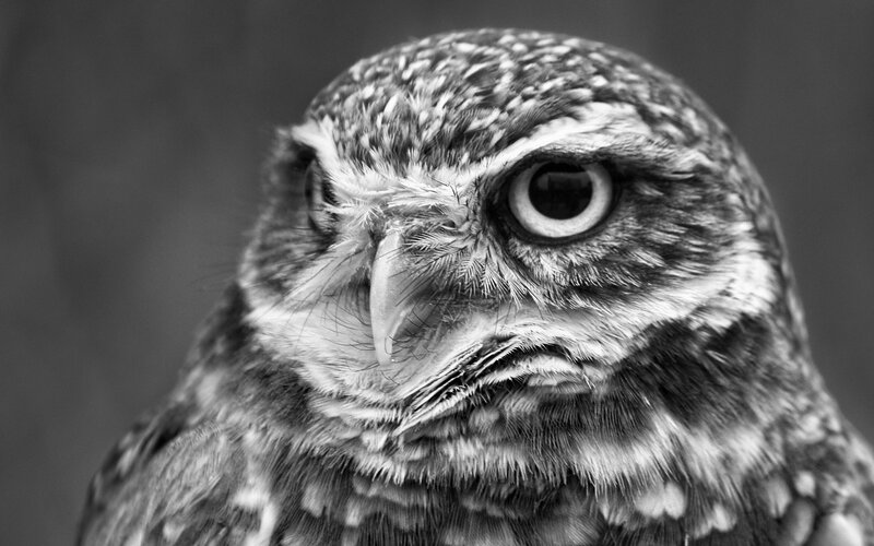 close-up of an owl