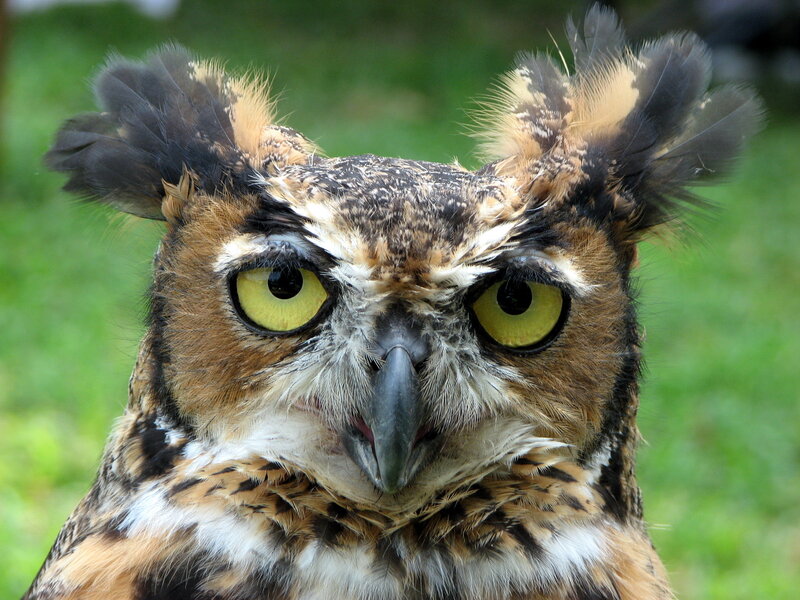 close-up of an owl