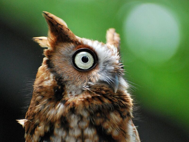 close-up of an owl
