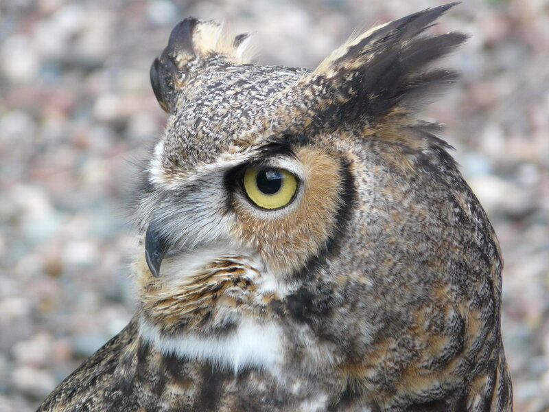close-up of an owl