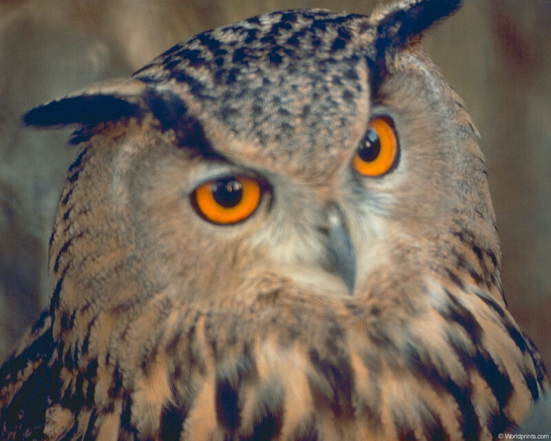 Close-up of an owl