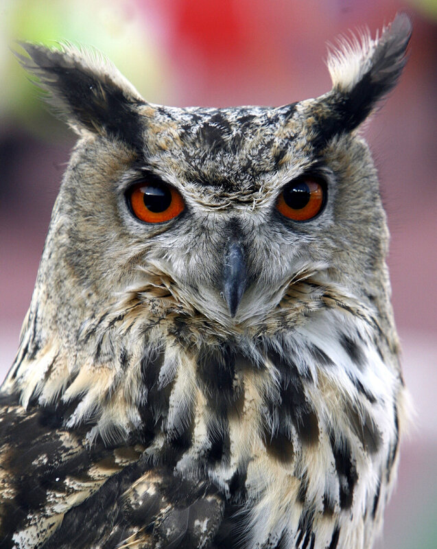 Close-up of an owl