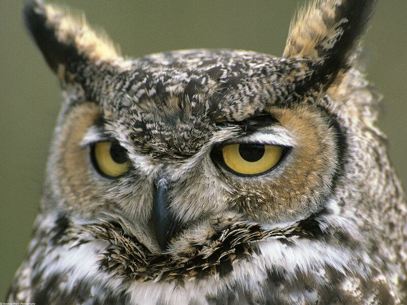 close-up of an owl