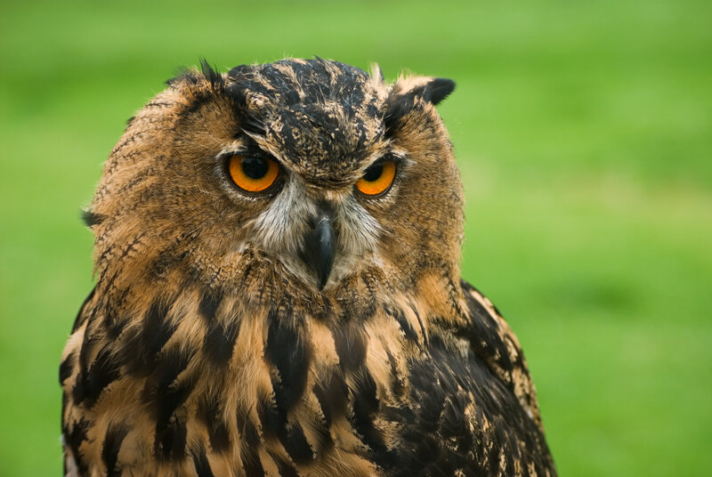Close-up of an owl