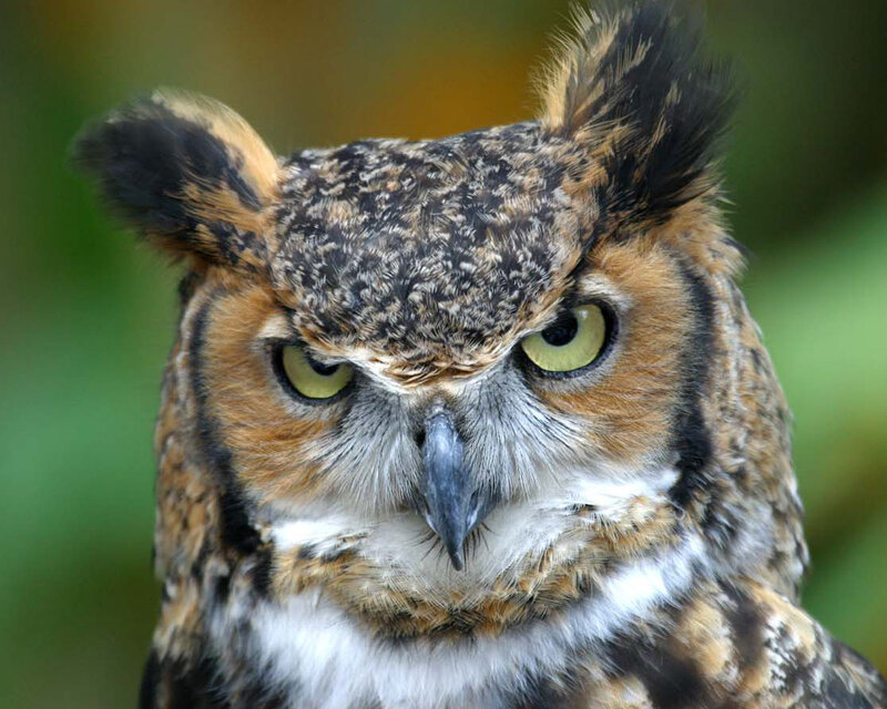 Close-up of an owl