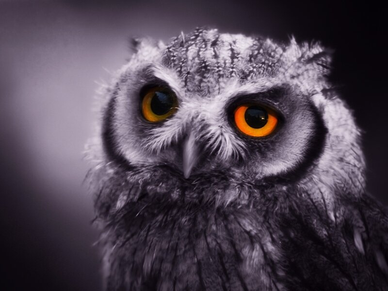 close-up of an owl
