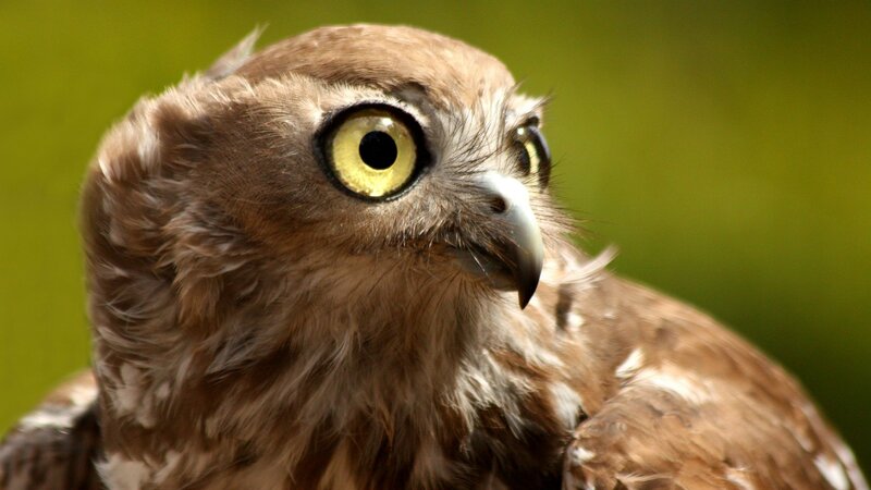 close-up of an owl