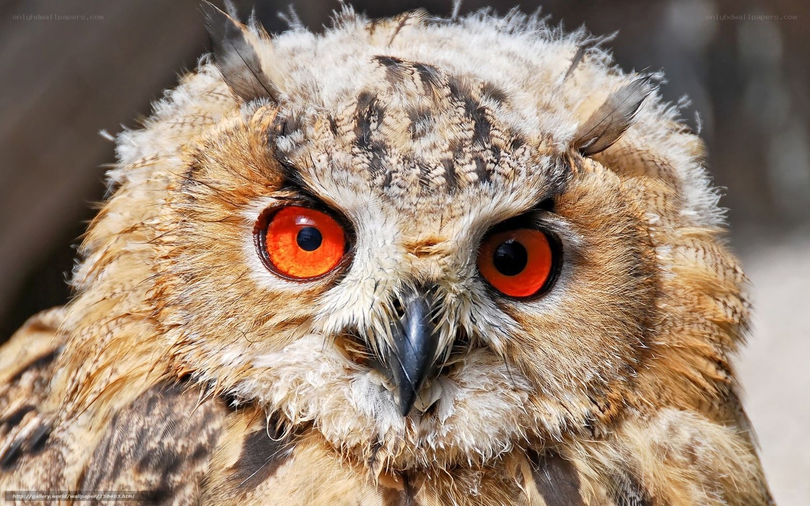 Close-up of an owl