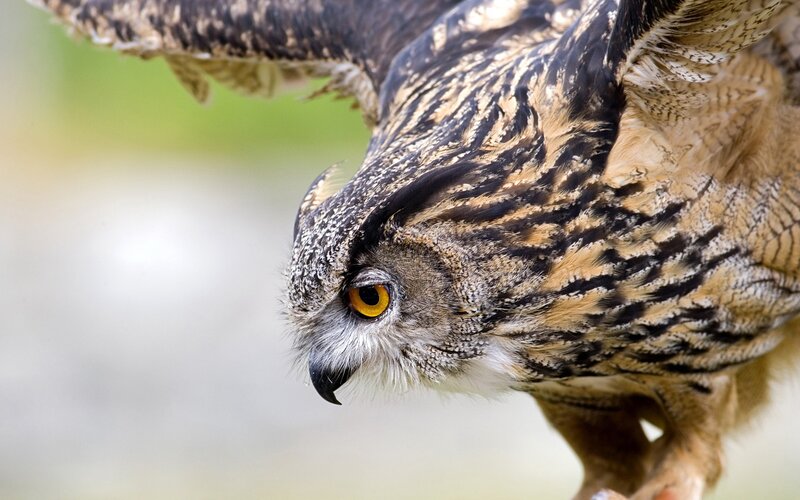 close-up of an owl
