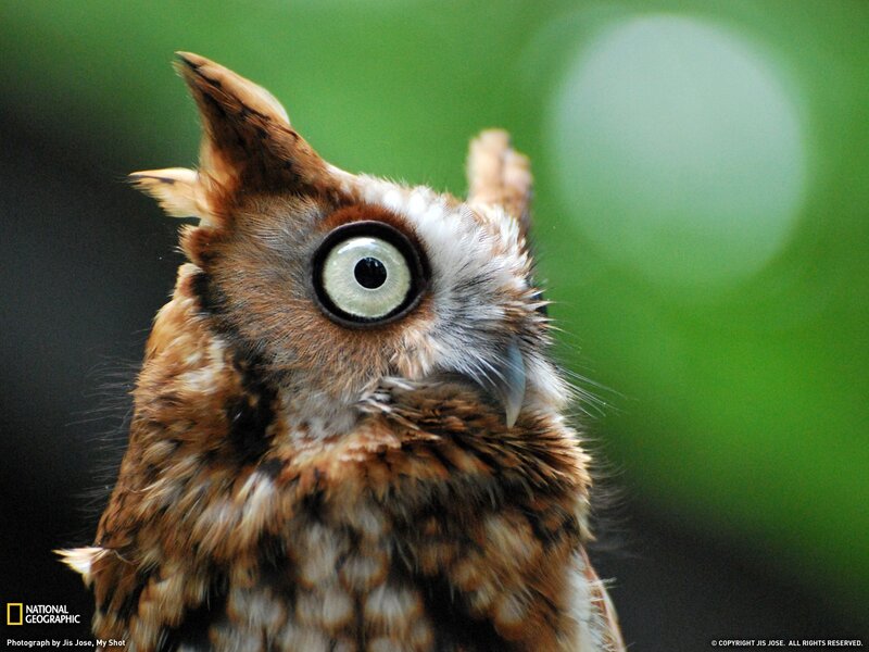 Close-up of an owl