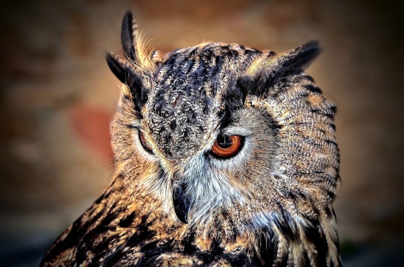 Close-up of an owl