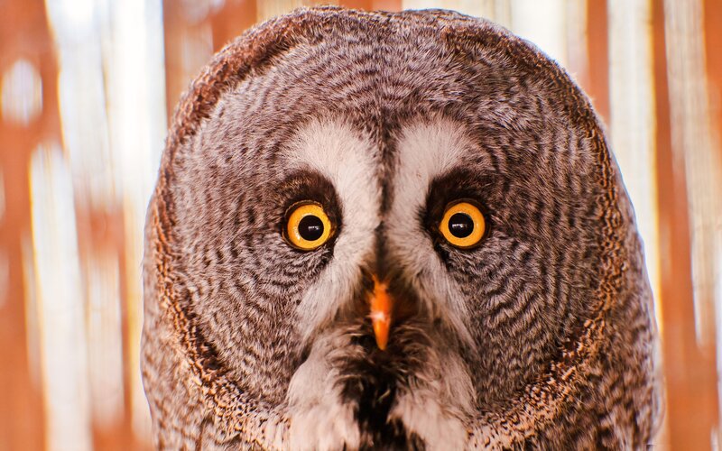 close-up of an owl