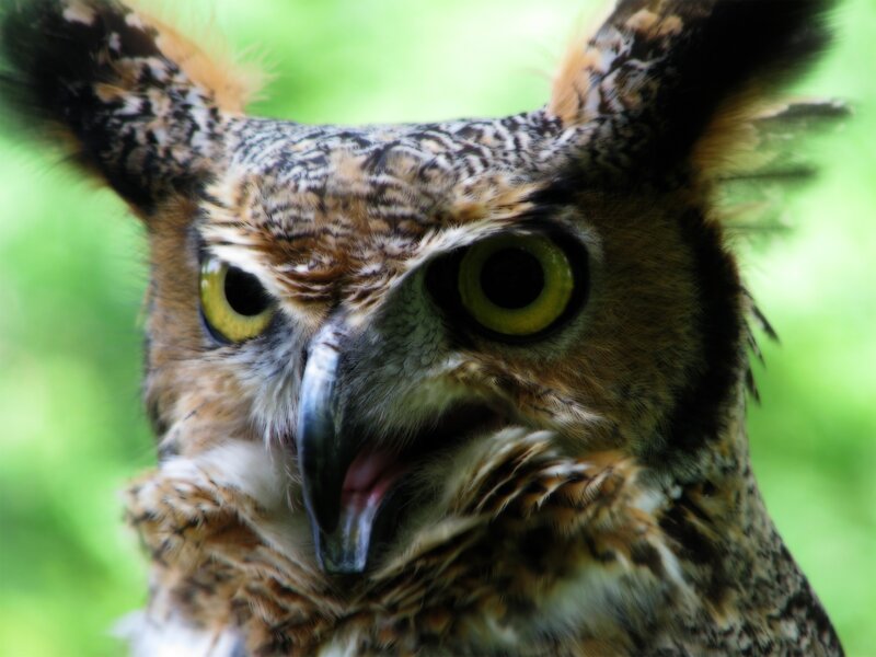 Close-up of an owl