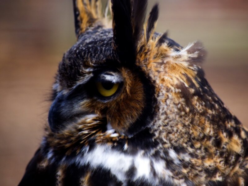 close-up of an owl