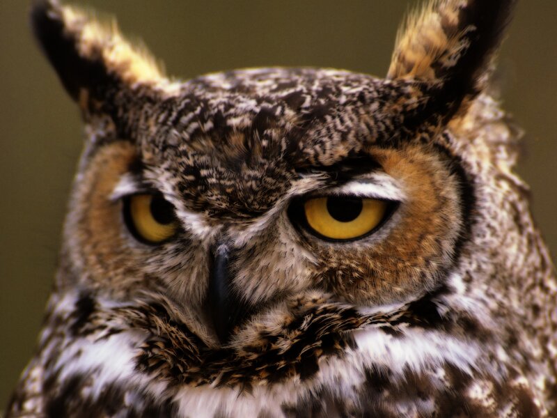 close-up of an owl