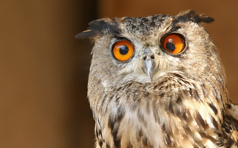 close-up of an owl