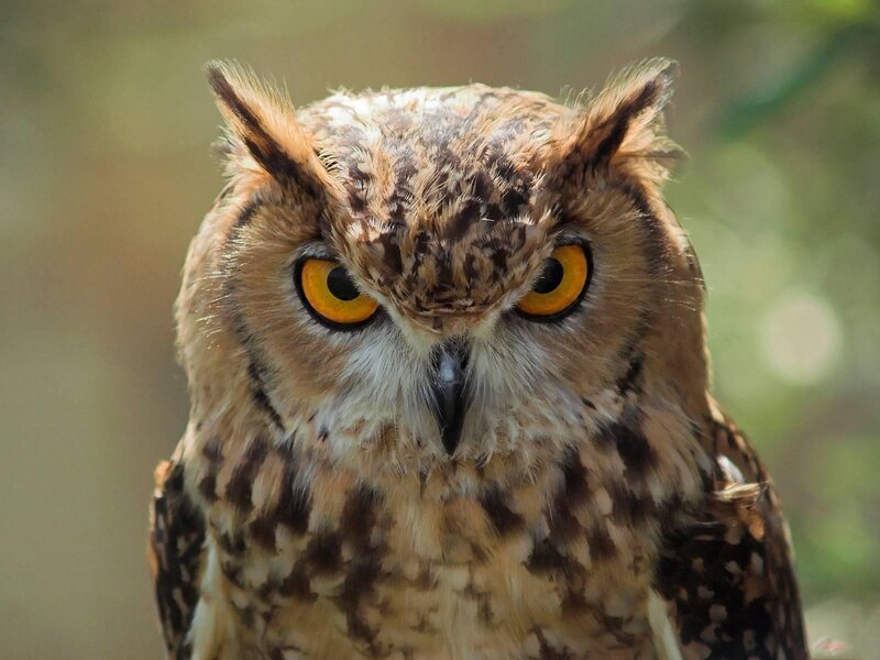close-up of an owl